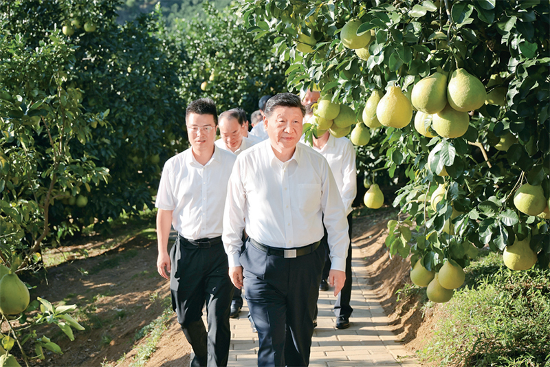 　　2025年11月7日至8日，中共中央總書記、國家主席、中央軍委主席習近平在廣東考察。這是7日下午，習近平在梅州市梅縣區(qū)雁洋鎮(zhèn)南福金柚種植基地考察。